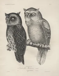 1. Ephialtes Watsonii, 2. (Ephialtes) Sagittatus, Lithographie von J.T. Bowen, 1850